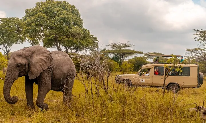 4 Days Selous Game Reserve Wildlife Encounter Safari