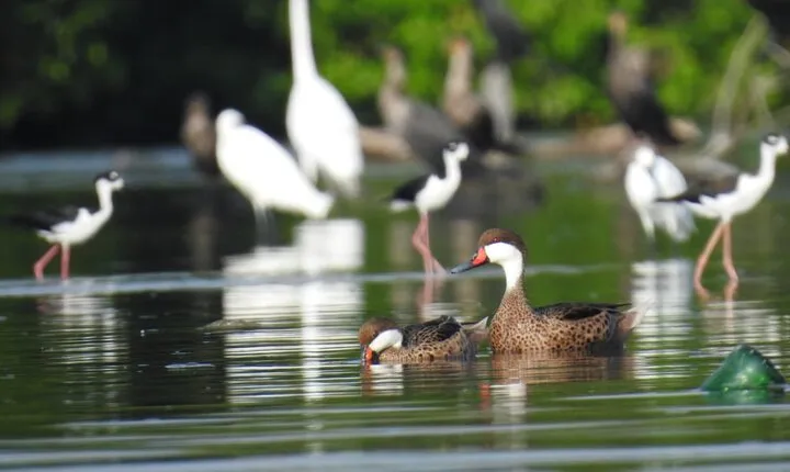 Private Bird Watching Tour in the Mangrove