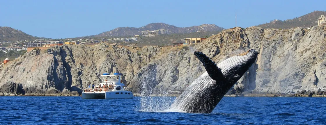 Luxury catamaran whale-watching tour