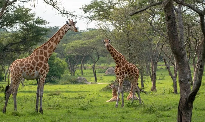 2-Day Wildlife Safari in Lake Mburo National Park