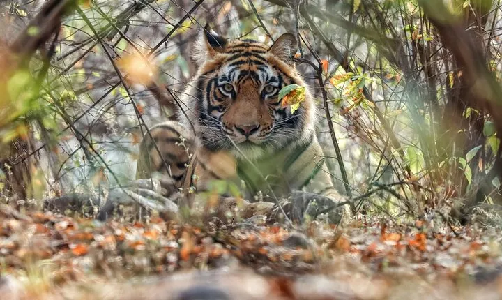 Golden Triangle Tour with Wildlife