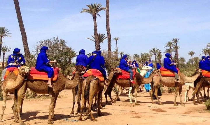 Sunset Camel Ride with tea break in the Palm Grove of Marrakech