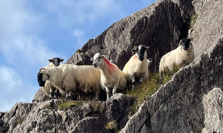 6 Day Small Group! Full package Southern Ireland tour from Dublin
