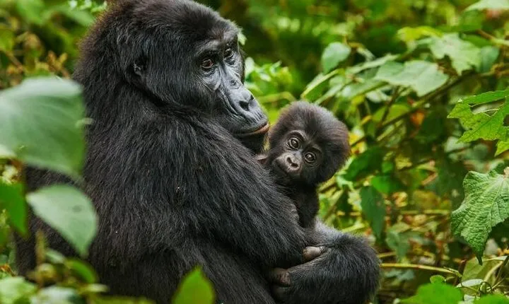 Day trip Gorilla Tracking in Rwanda with hotel pickup