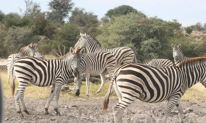 6-day Zebra Safari Tour in Makgadikgadi and Okavango Delta