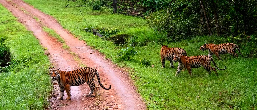 Tiger Tales: A Wildlife Adventure in Central India