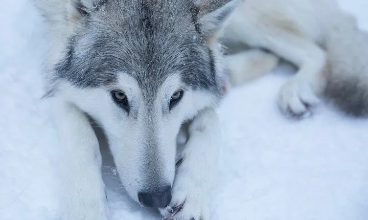 Among Wolves - Private Tour