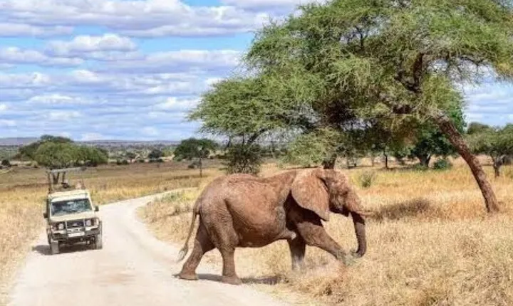 3 Days Mikumi National Park Safari Tour