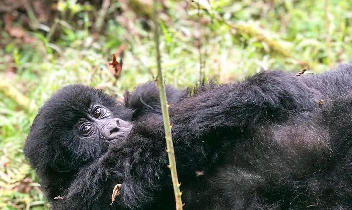 6 Day Uganda Gorilla Safari and Lake Bunyonyi Homestay Experience