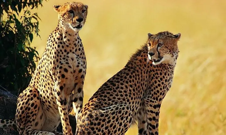 Unforgettable 5 days Tanzania Private Budget Camping safari