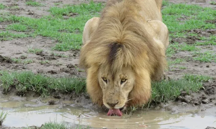 12 Days Wildlife Safaris And Culture Tour