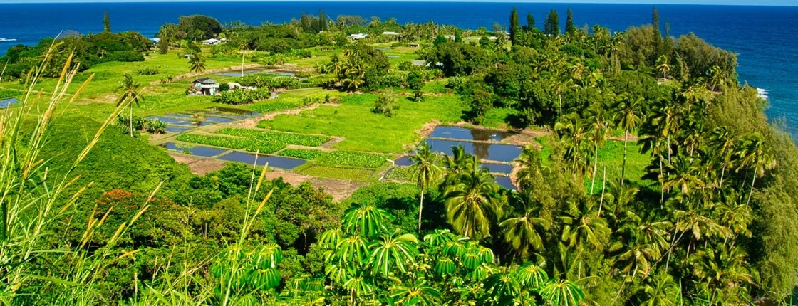 Halfway to Hana half-day private tour