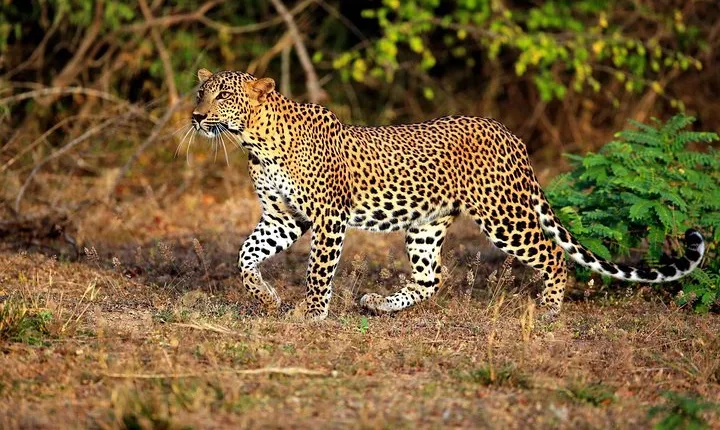 Half Day Safari at Yala National Park with Lunch
