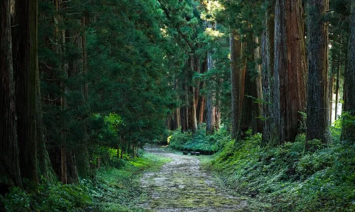 Nikko Private Full day Tour: English Speaking Driver, No Guide