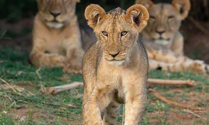 Tanzania Safari Day trip Ngorongoro