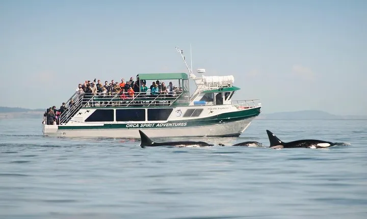 Victoria Whale Watching Tour on a Covered Vessel