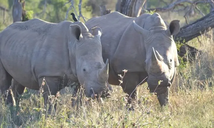 Hluhluwe Imfolozi Big 5 Safari Tour from Durban
