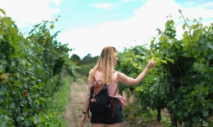 Sula Vineyards Day tour from either Mumbai OR Nashik