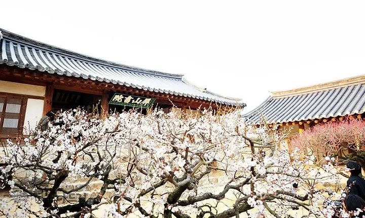 The Beauty of the Korea Cherry Blossom Discover 9days 8nights