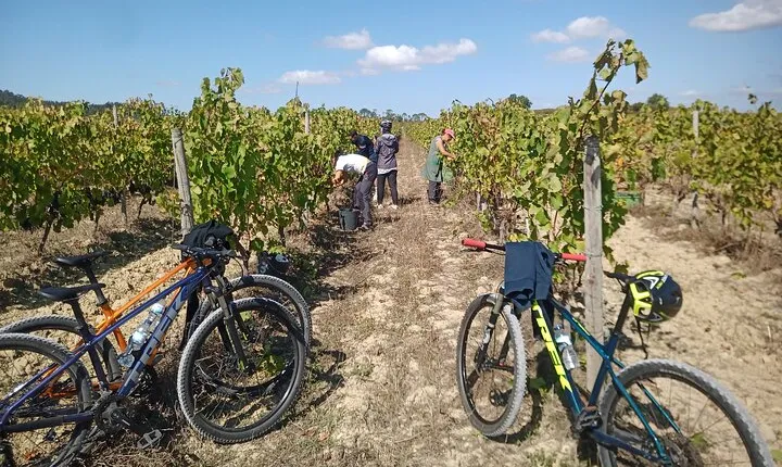 Cycling Vineyards of Bairrada Route, full day from Coimbra