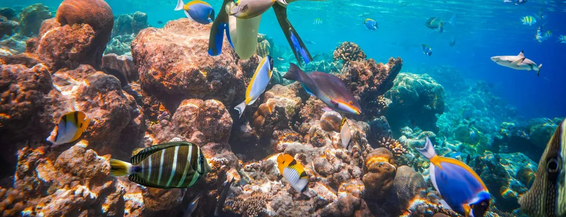 Port Ghalib Snorkeling Cruise from Marsa Alam with Lunch and Drinks