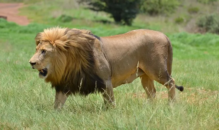 Rhino & Lion Park from Johannesburg