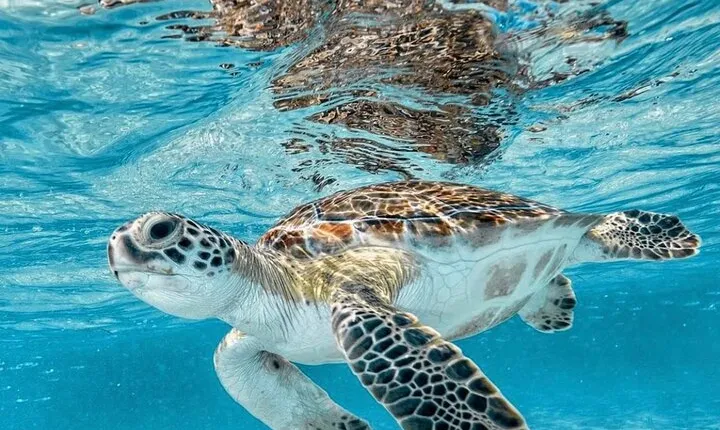 Bali Blue Lagoon Snorkeling with optional Tours and Activity