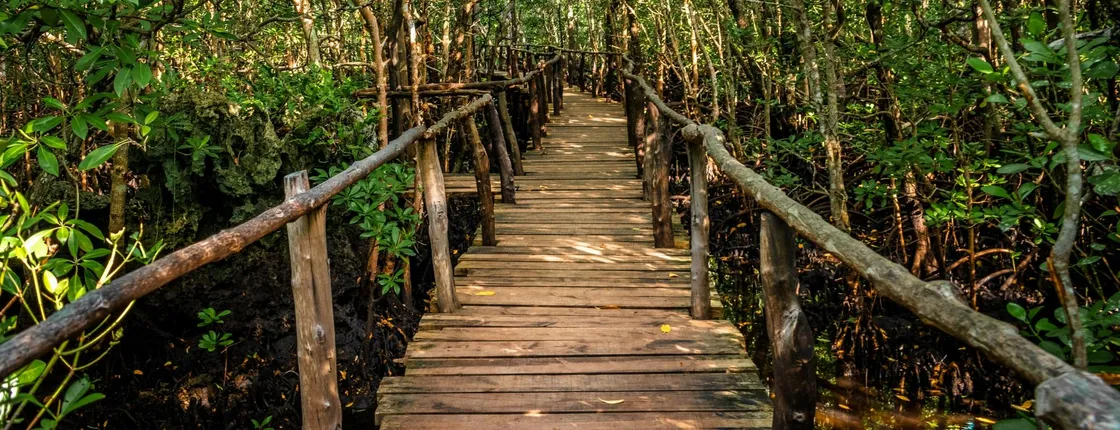 Private Tour to Spice Plantation and Jozani Forest from The Mora Zanzibar