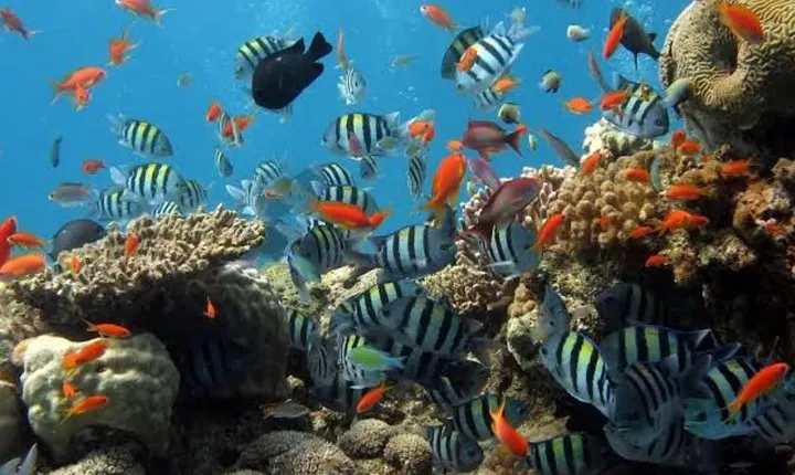 All Inclusive: Bali Snorkeling at Blue Lagoon and Tanjung Jepun