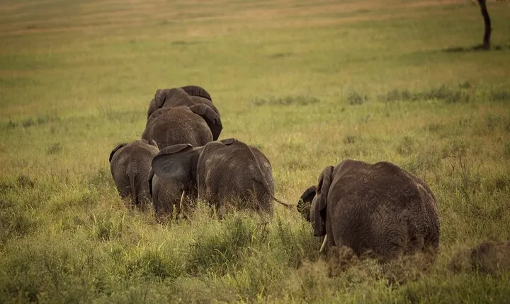 3 Day Safari to Tarangire Lake Manyara and Ngorongoro Crater