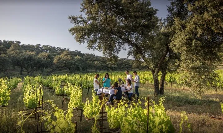 Ronda Private Full Day Wine Tour