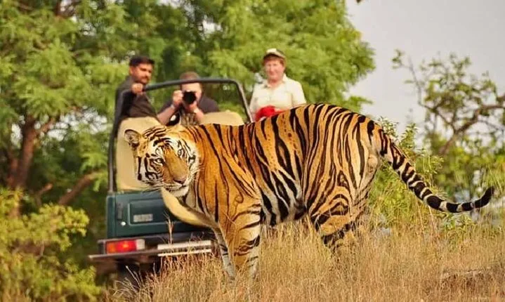 5-Day Private Delhi, Agra and Jaipur with Ranthambhore Tiger Tour From Delhi 
