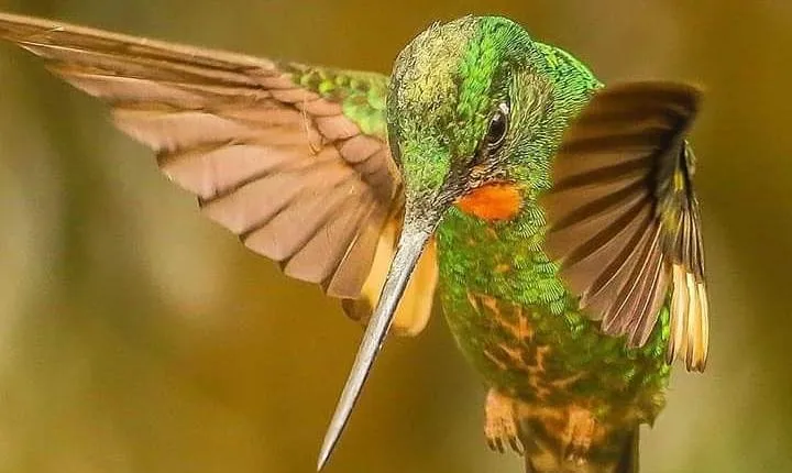 Birdwatching Minca