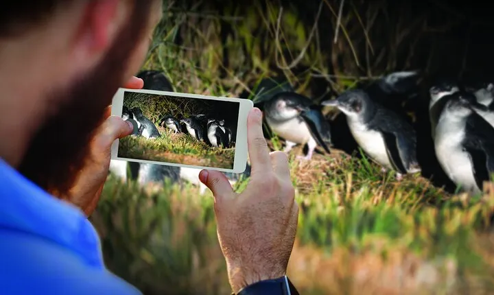 Guided Evening Penguin Viewing Otago Peninsula, Dunedin, New Zealand