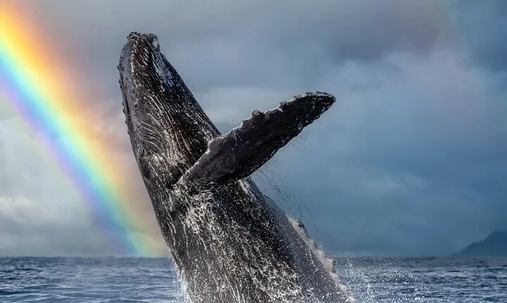 1.5 Hour Whale Watching Cruise With Transportation