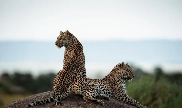 3 Days Tanzania Family Safari