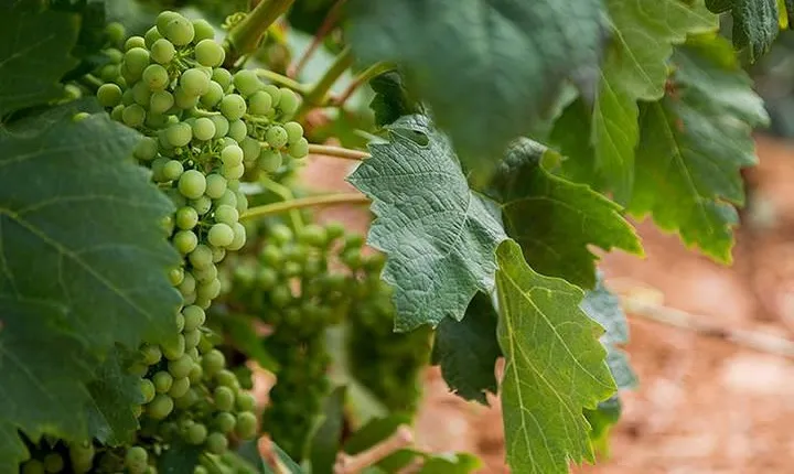 Haft-day Winery tour from Zaragoza