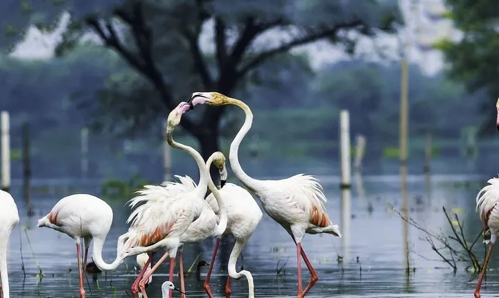 Full Day Bharatpur Bird Sanctuary with Fatehpur Sikri