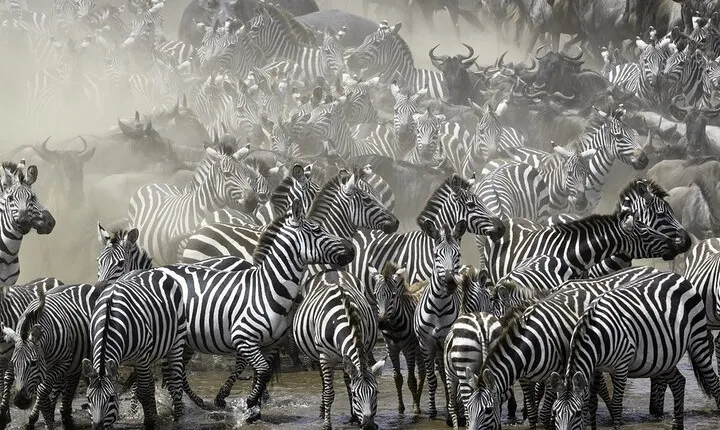 6-Day Private Safari in Northern Tanzania from Arusha