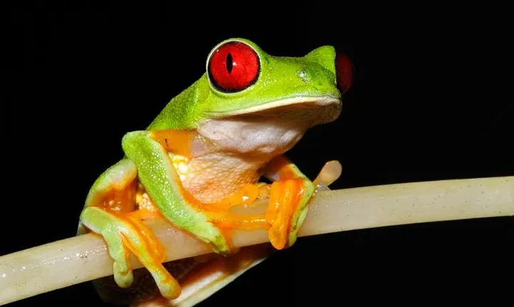 Frog Watching Night Walk
