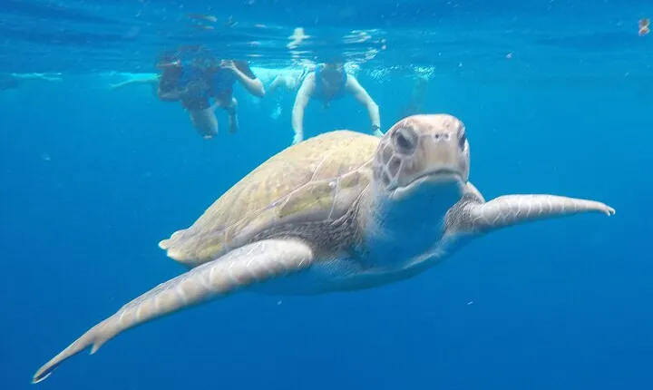 Kayak Route along the Volcanic Coast in Tenerife South with Snorkeling