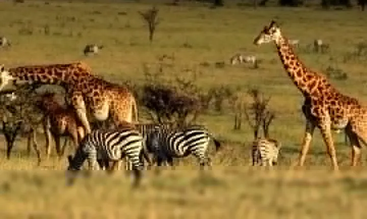 3 Days Ngorongoro Crater Wildlife Safari