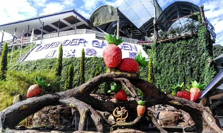 Cameron Highlands Day Trip From Kuala Lumpur