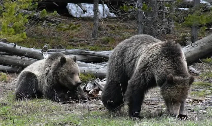 Yellowstone Western Tours