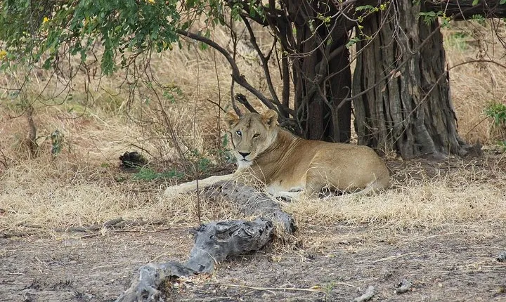 3 Days Tanzania Safari - Emnel Adventures