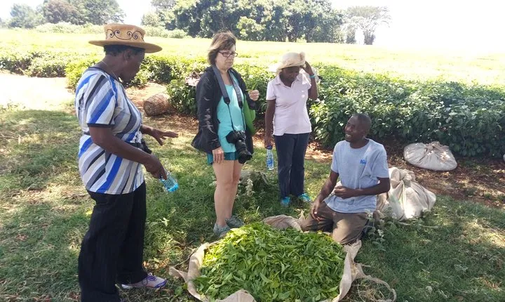 Tea Farm Experience at Riara Tea Farm And Factory Tour