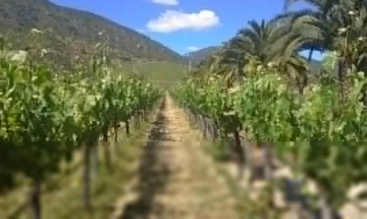 Full day private wine tour casablanca valley from Santiago