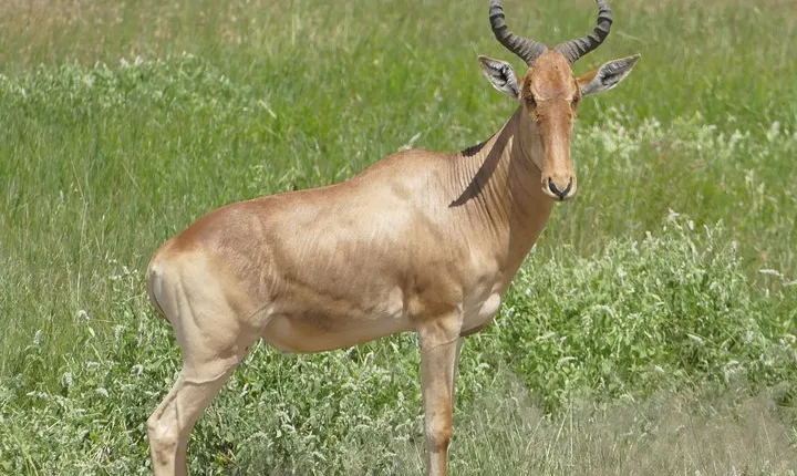 North Incredible Tour