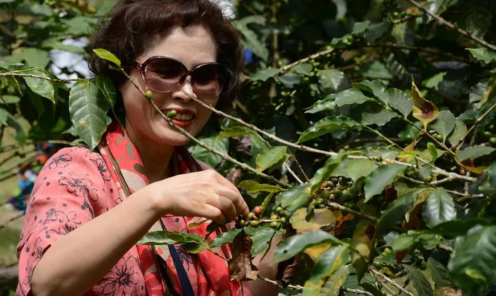 Coffee Farm - Group Tour and Daily Departure