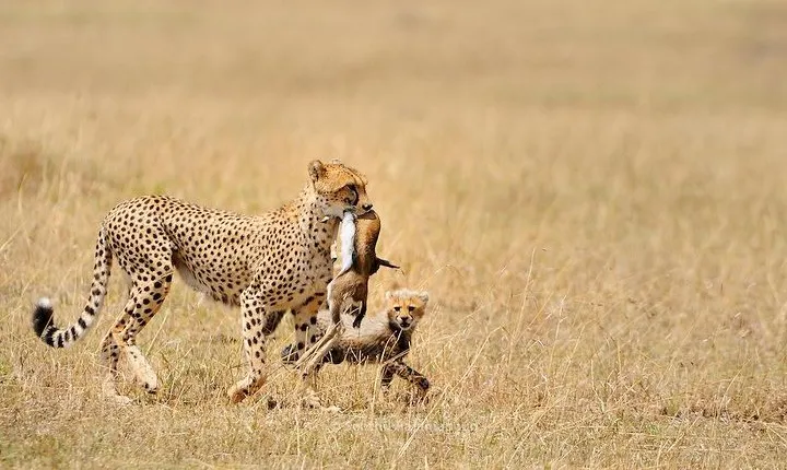 5 Day Serengeti, Tarangire, & Ngorongoro & Manyara Grass Root Safari.